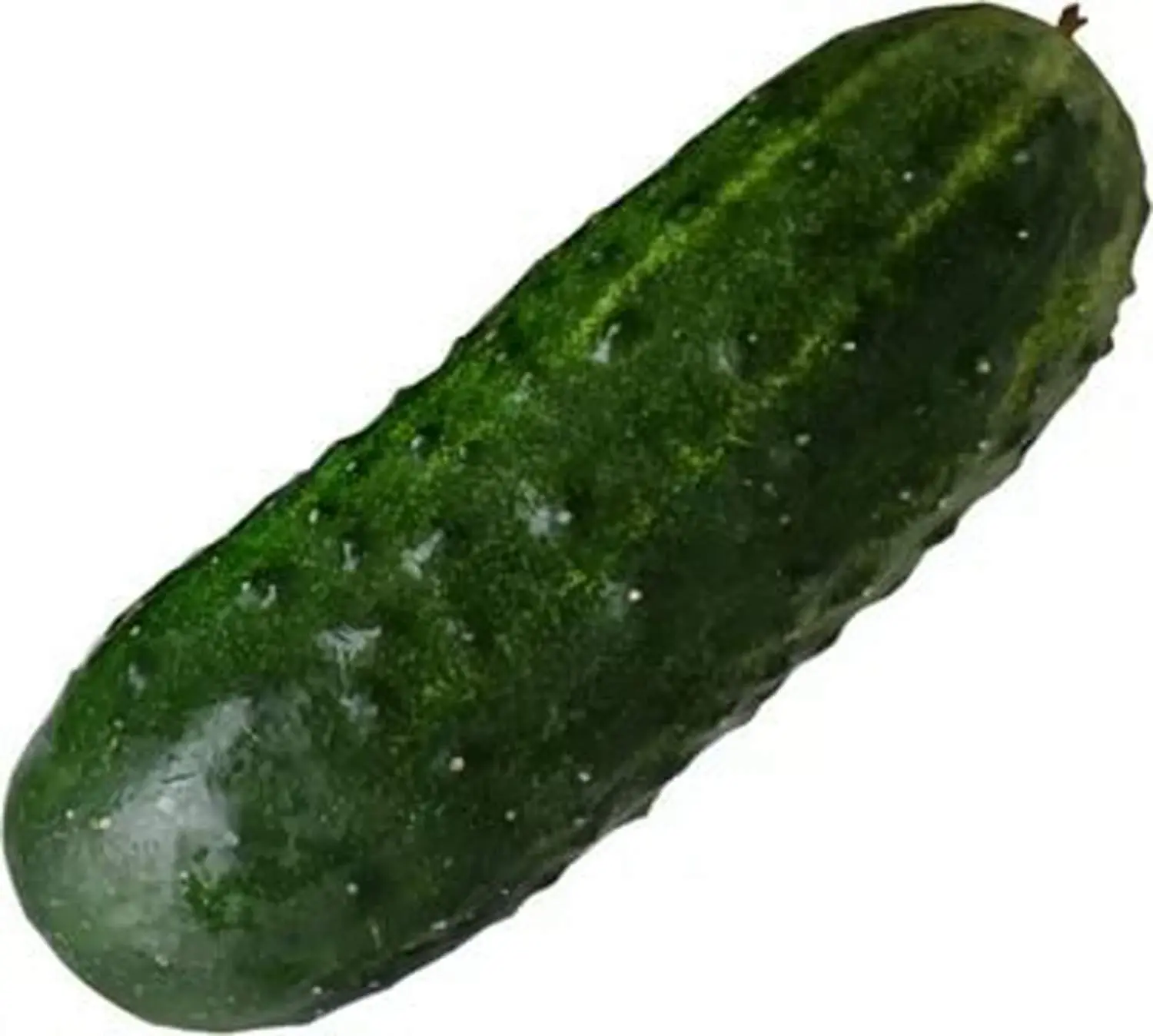 گیاهان خیار جوان در گلدان با توری برای رشد عمودی