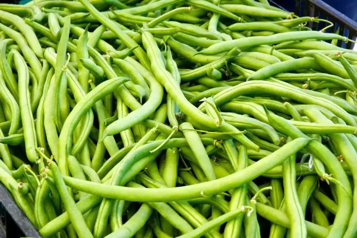 لوبیا پخته شده و آماده سرو