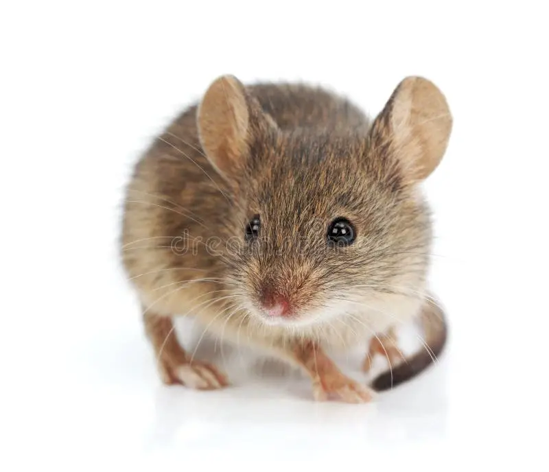 چیکار کنیم ماوس مناسب کار اداری انتخاب کنیم؟