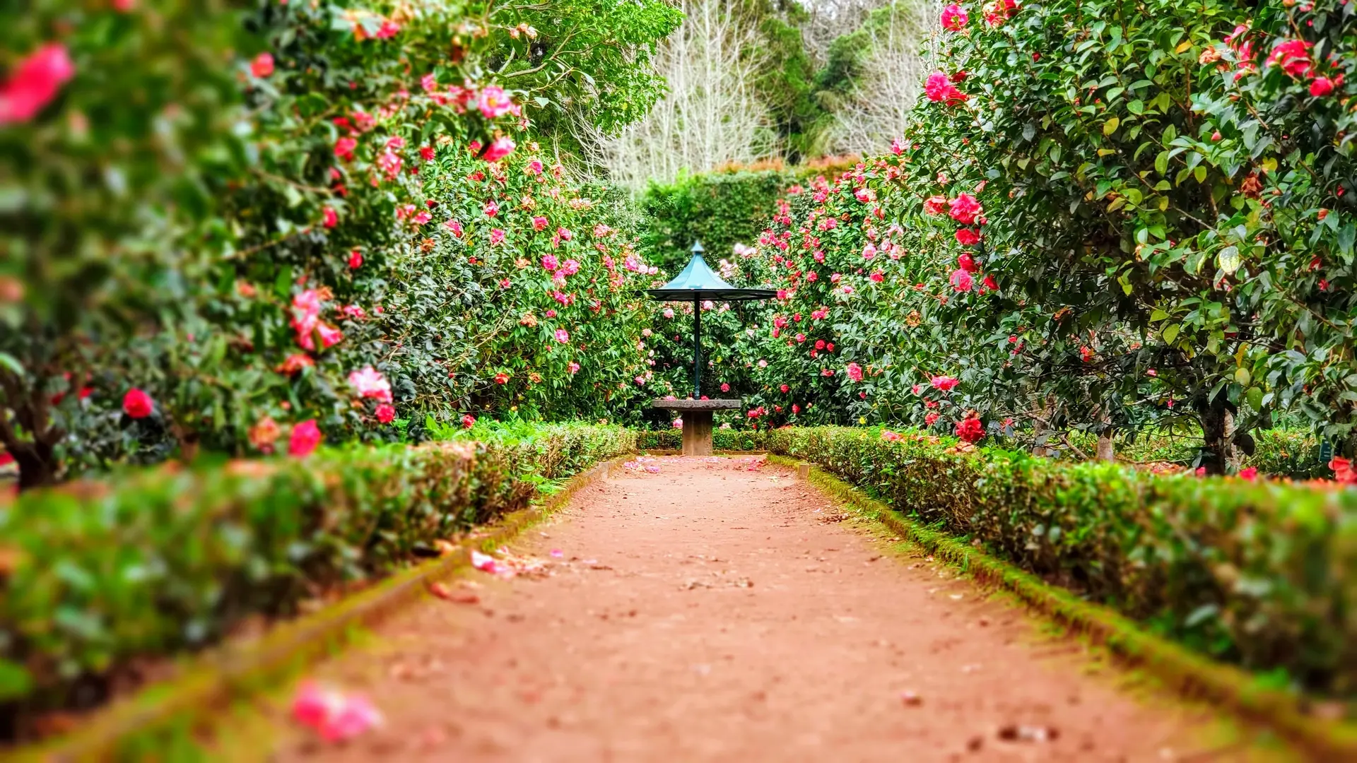 مبلمان حیاط با طراحی مدرن و گیاهان سبز