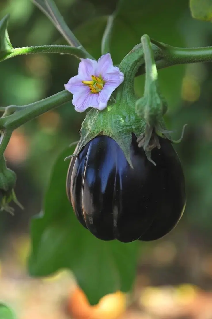 بادمجان قلمی در دست و آماده استفاده در آشپزی