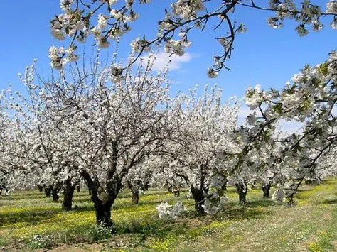 نهال بادام سالم با ریشه‌های قوی و برگ‌های سبز