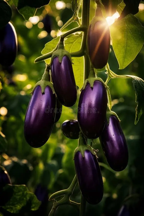 بادمجان قلمی با پوست صاف و رنگ یکنواخت