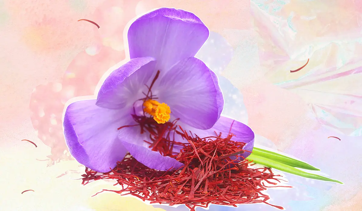 گل زعفران سرگل با رنگ قرمز تیره و طبیعی