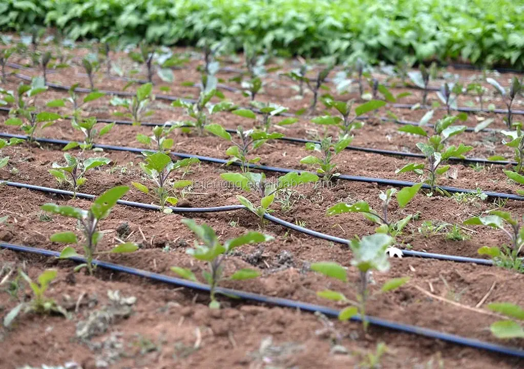 سیستم آبیاری قطرهای خودکار در یک باغ سبز