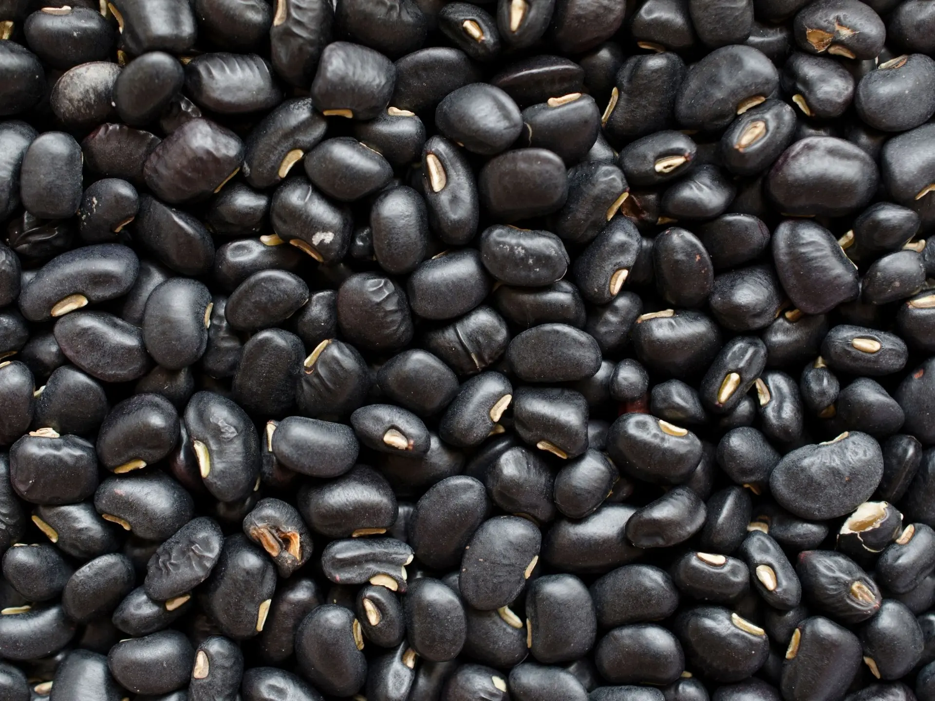 مقایسه گزینه‌های لوبیا سیاه؛ چطور بهترین انتخاب را داشته باشیم؟
