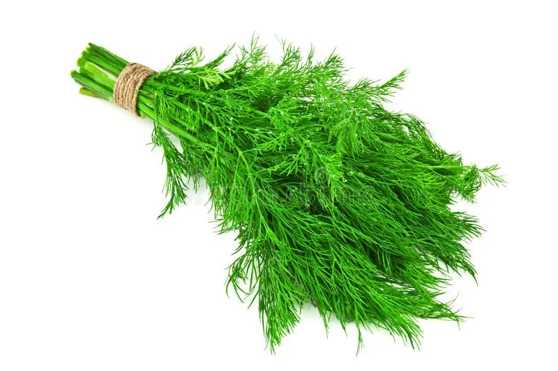 دستهای از ریحان تازه سفید و سبز