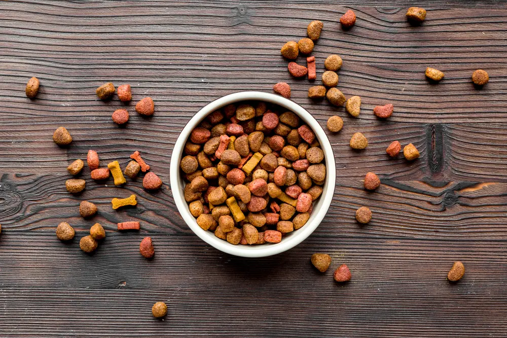 خرید غذای سگ؛ بررسی راهنمای انتخاب بر اساس سن و نژاد و نکات ضروری