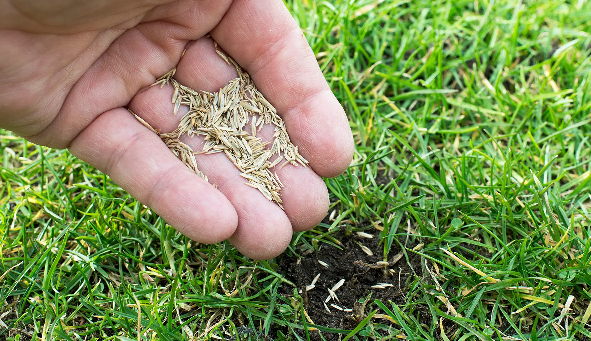 بهترین بذر چمن؛ راهنمای کامل و کاربردی