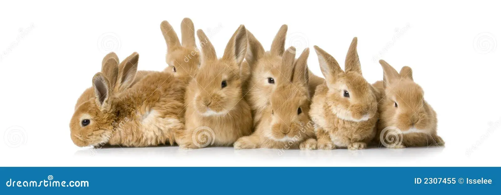 مقایسه انواع رابیتس با موج‌های مختلف برای کاربردهای مختلف