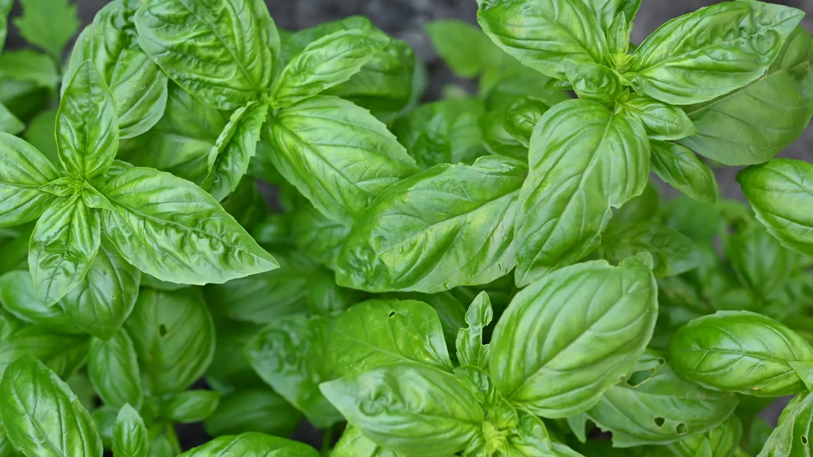 بهترین آویشن؛ نکات خرید و انتخاب هوشمندانه