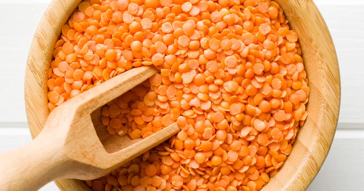 عدسی که در ظرف شیشه‌ای قرار گرفته و مواد مغذی آن نشان داده شده است